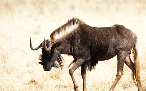 Wildebeest  from Chrome web store to be run with OffiDocs Chromium online
