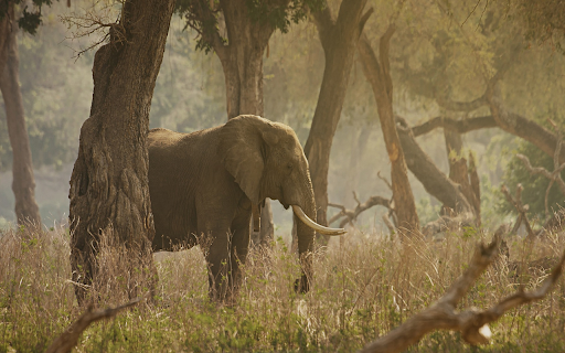 Wild elephants  from Chrome web store to be run with OffiDocs Chromium online