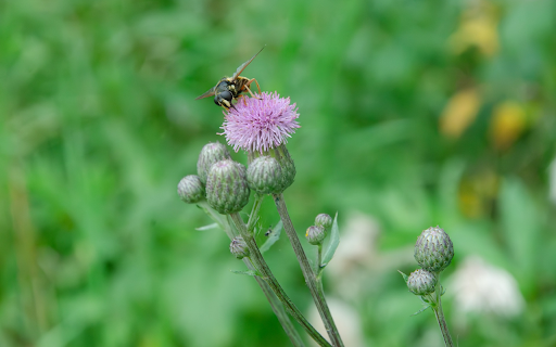 Wildflowers and Butterflies from Chrome web store to be run with OffiDocs Chromium online Wildflowers and Butterflies from Chrome web store to be run with OffiDocs Chromium online