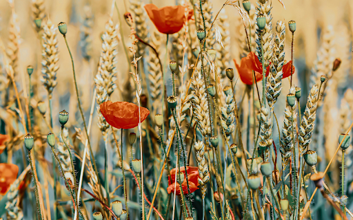 Wildflowers and Poppy on Meadow  from Chrome web store to be run with OffiDocs Chromium online