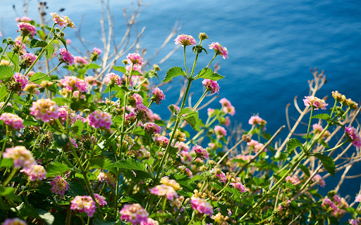 Wildflowers on the beach  from Chrome web store to be run with OffiDocs Chromium online