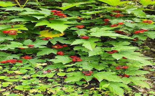 wild raspberry wallpaper  from Chrome web store to be run with OffiDocs Chromium online