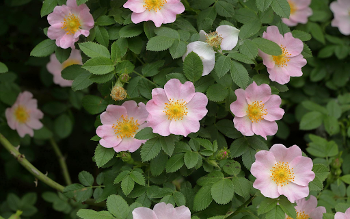 Wild Rose Serenity from Chrome web store to be run with OffiDocs Chromium online Wild Rose Serenity from Chrome web store to be run with OffiDocs Chromium online