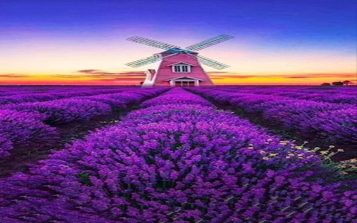 Windmill in the middle of a lavender field wallpaper  from Chrome web store to be run with OffiDocs Chromium online
