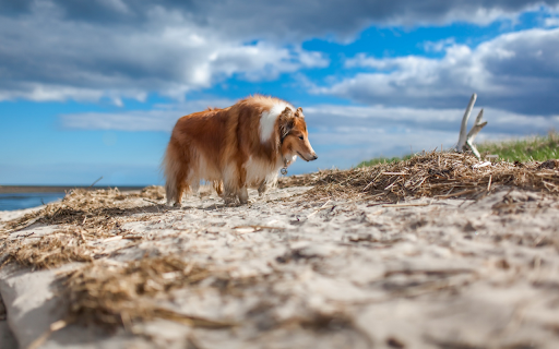 Windswept Wanderer  from Chrome web store to be run with OffiDocs Chromium online