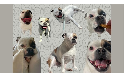 Winston the Frenchie  from Chrome web store to be run with OffiDocs Chromium online