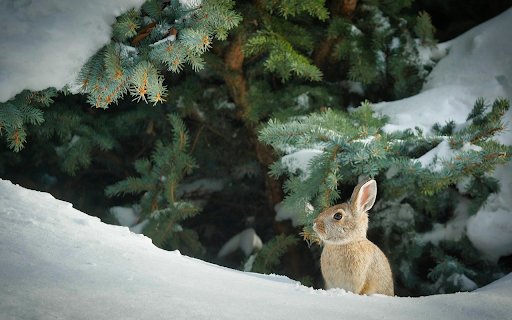 Winter Forest Bunny  from Chrome web store to be run with OffiDocs Chromium online