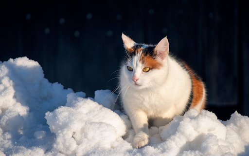 Winter Watchcat from Chrome web store to be run with OffiDocs Chromium online Winter Watchcat from Chrome web store to be run with OffiDocs Chromium online