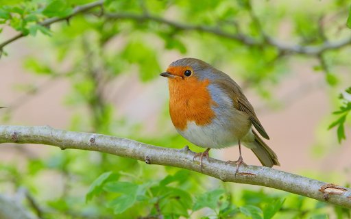 Wise bird on a branch  from Chrome web store to be run with OffiDocs Chromium online