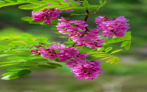 Wisteria Wallpaper  from Chrome web store to be run with OffiDocs Chromium online