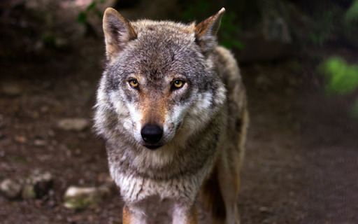 Wolf  from Chrome web store to be run with OffiDocs Chromium online