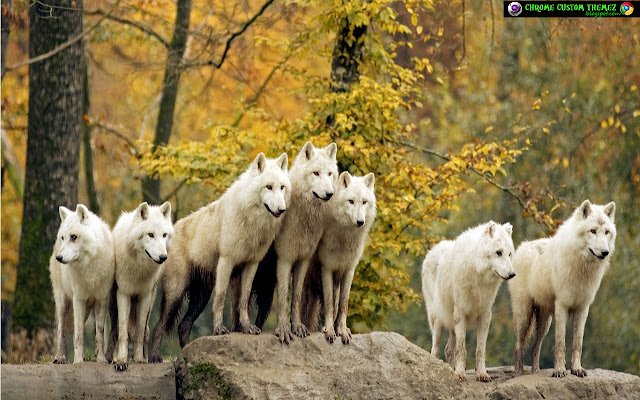 Wolf Pack 1366x768 dari toko web Chrome untuk dijalankan dengan OffiDocs Chromium online