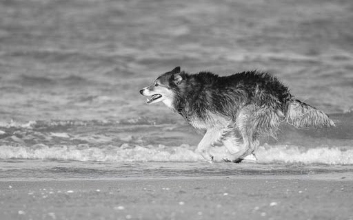 WOLF THEME  from Chrome web store to be run with OffiDocs Chromium online