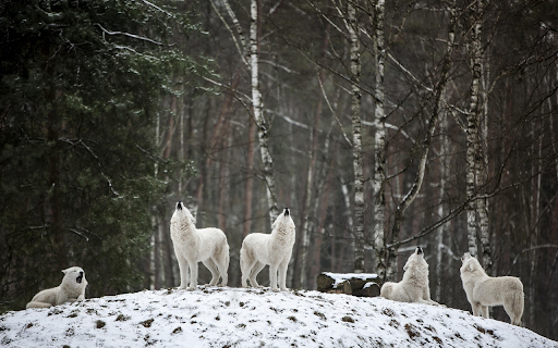 Wolves howl  from Chrome web store to be run with OffiDocs Chromium online