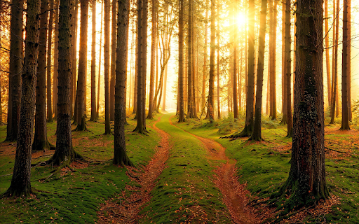 Wooden trees receive sunlight  from Chrome web store to be run with OffiDocs Chromium online