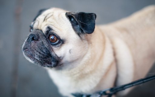 Wrinkled faced dog  from Chrome web store to be run with OffiDocs Chromium online