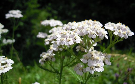 Yarrow – The Elegance of Nature’s Layers  from Chrome web store to be run with OffiDocs Chromium online