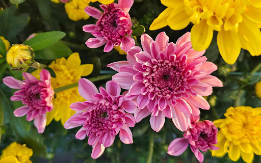 Yellow and purple chrysanthemums from Chrome web store to be run with OffiDocs Chromium online Yellow and purple chrysanthemums from Chrome web store to be run with OffiDocs Chromium online