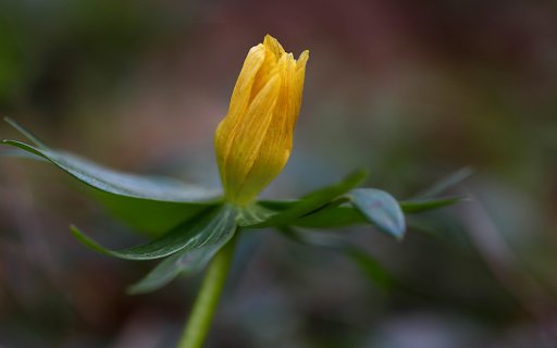 Yellow buds  from Chrome web store to be run with OffiDocs Chromium online
