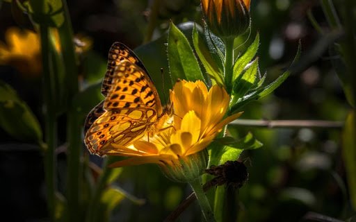 YELLOW BUTTERFLY Theme  from Chrome web store to be run with OffiDocs Chromium online