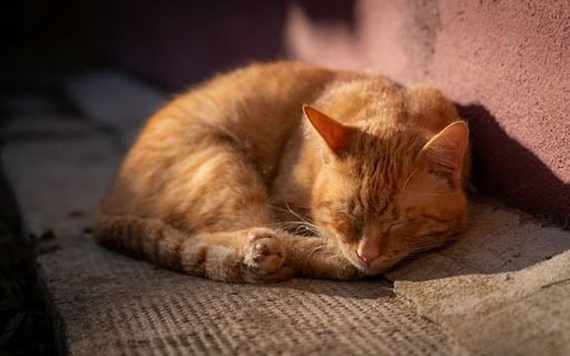 YELLOW CAT Theme  from Chrome web store to be run with OffiDocs Chromium online