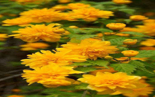Yellow chrysanthemum wallpaper  from Chrome web store to be run with OffiDocs Chromium online