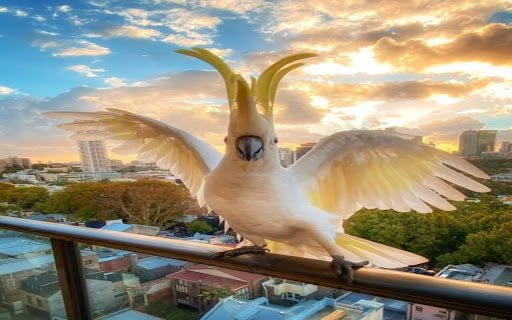 yellow cockatoo wallpaper  from Chrome web store to be run with OffiDocs Chromium online