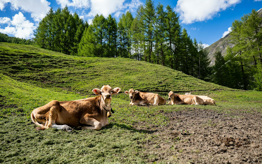 Yellow Cows on Green Hills  from Chrome web store to be run with OffiDocs Chromium online