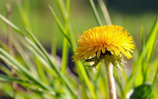 Yellow Dandelion  from Chrome web store to be run with OffiDocs Chromium online