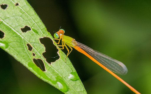 Yellow Dragonfly  from Chrome web store to be run with OffiDocs Chromium online