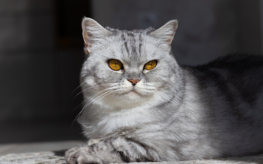 Yellow Eyed Gray Cat from Chrome web store to be run with OffiDocs Chromium online Yellow Eyed Gray Cat from Chrome web store to be run with OffiDocs Chromium online