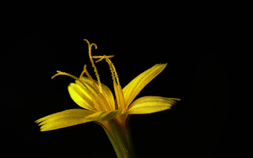 YellowFlower  from Chrome web store to be run with OffiDocs Chromium online
