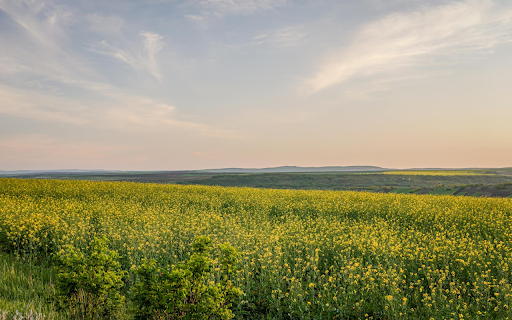 Yellow Flower Field  from Chrome web store to be run with OffiDocs Chromium online Yellow Flower Field  from Chrome web store to be run with OffiDocs Chromium online