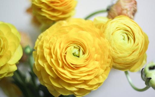 Yellow flowers  from Chrome web store to be run with OffiDocs Chromium online