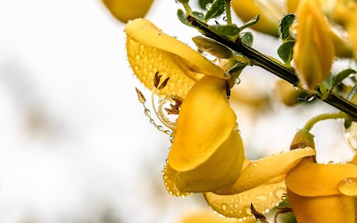 Yellow flowers  from Chrome web store to be run with OffiDocs Chromium online