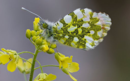 Yellow Flowers and Beautiful Butterflies  from Chrome web store to be run with OffiDocs Chromium online