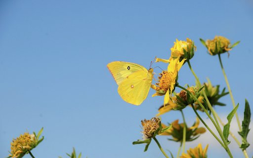 Yellow flowers and butterflies  from Chrome web store to be run with OffiDocs Chromium online