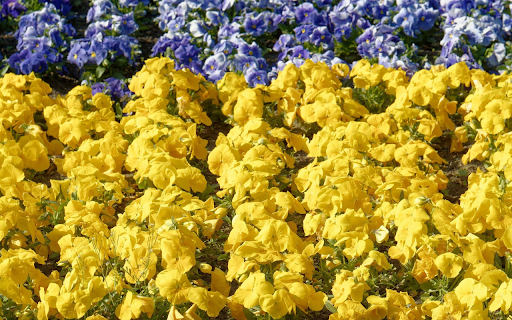 Yellow flowers, blue flowers  from Chrome web store to be run with OffiDocs Chromium online