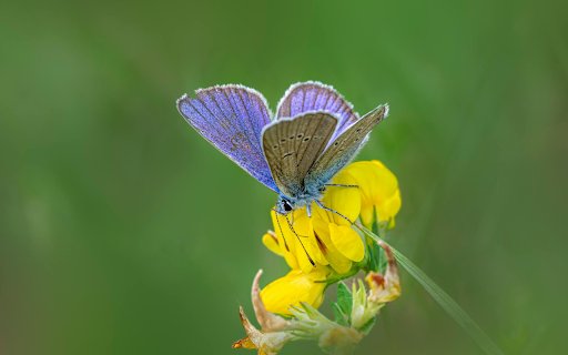 Yellow Flowers Butterfly Perch  from Chrome web store to be run with OffiDocs Chromium online