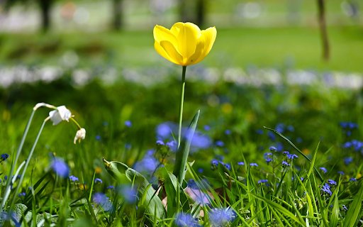 Yellow Flowers on Green Grass  from Chrome web store to be run with OffiDocs Chromium online