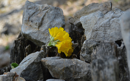 Yellow flowers on rocks  from Chrome web store to be run with OffiDocs Chromium online