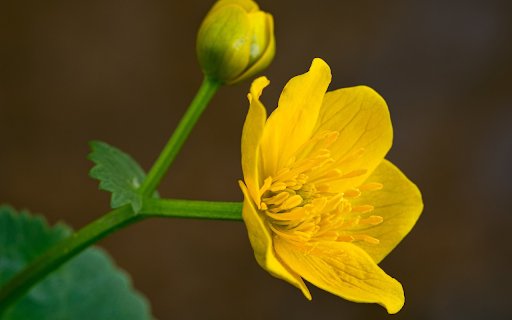 Yellow flower with yellow stamen  from Chrome web store to be run with OffiDocs Chromium online