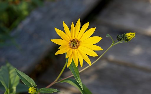Yellow Grass Flower  from Chrome web store to be run with OffiDocs Chromium online