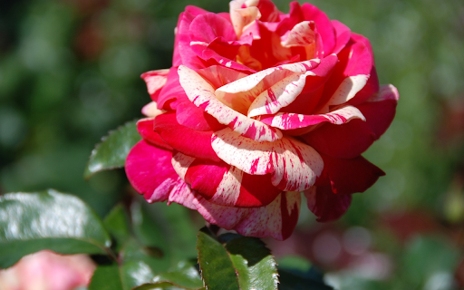 Yellowish Red Rose  from Chrome web store to be run with OffiDocs Chromium online Yellowish Red Rose  from Chrome web store to be run with OffiDocs Chromium online