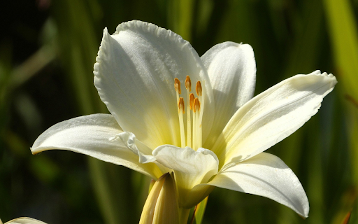 Yellow lilies bloom  from Chrome web store to be run with OffiDocs Chromium online