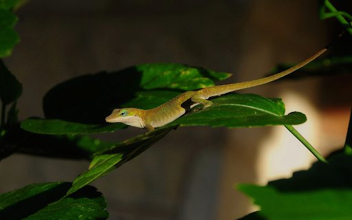 Yellow Lizard  from Chrome web store to be run with OffiDocs Chromium online