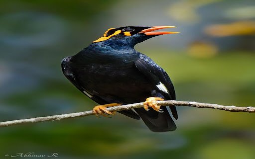 yellow necked starling wallpaper  from Chrome web store to be run with OffiDocs Chromium online