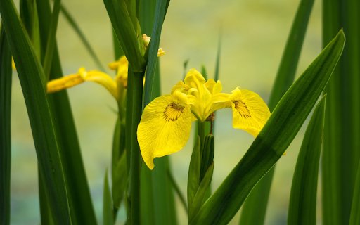 Yellow orchids  from Chrome web store to be run with OffiDocs Chromium online