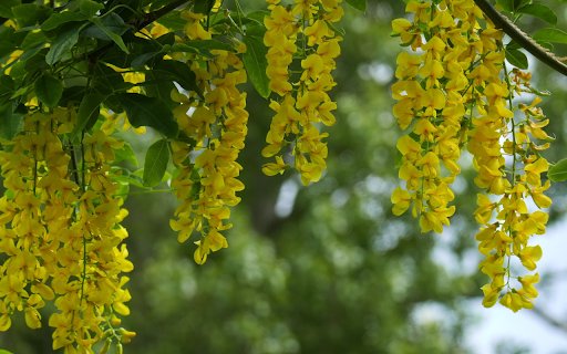 Yellow orchids  from Chrome web store to be run with OffiDocs Chromium online