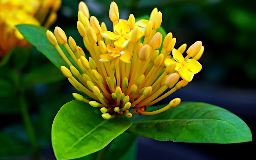 Yellow peonies bloom from Chrome web store to be run with OffiDocs Chromium online Yellow peonies bloom from Chrome web store to be run with OffiDocs Chromium online